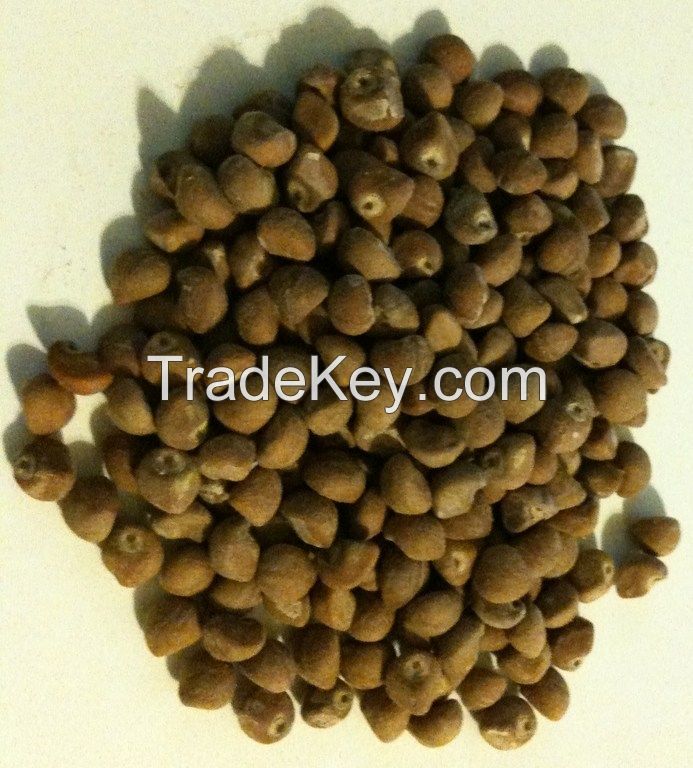 Voacanga africana seeds