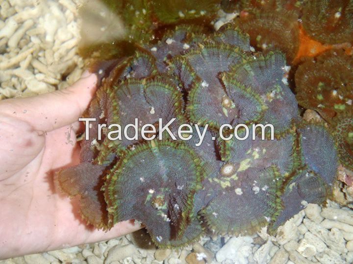 Colored Tonga blue mushroom coral