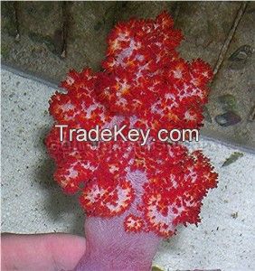 Cauliflower or Tree coral 