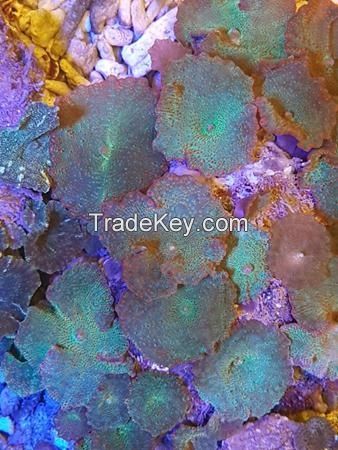 Tonga blue mushroom coral