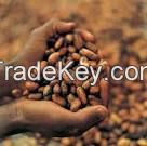 Cocoa beans