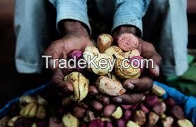 kola-nuts