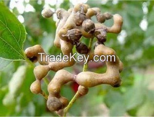 factory supply high quality JapaneseÂ RaisinÂ TreeÂ SeedÂ Extract