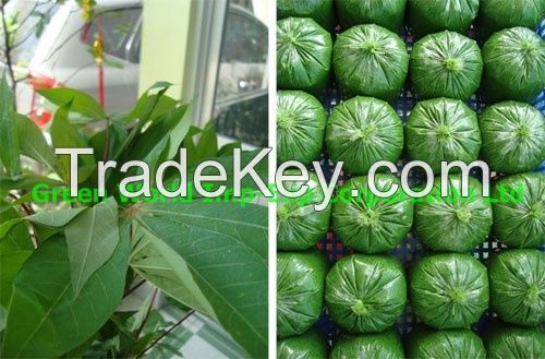 Cassava leaves high quality and best price for sale