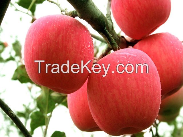 Fuji apple from China