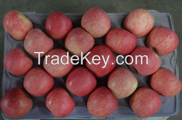 Fresh fuji apple/red apple from China