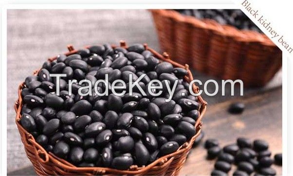 Black kidney beans with good quality 