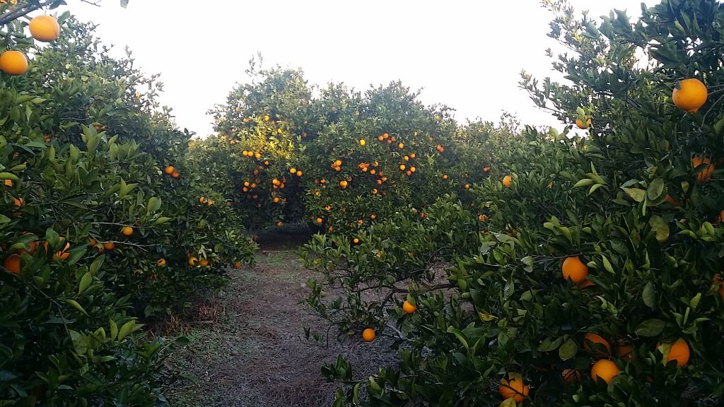 Fresh Navel Orange