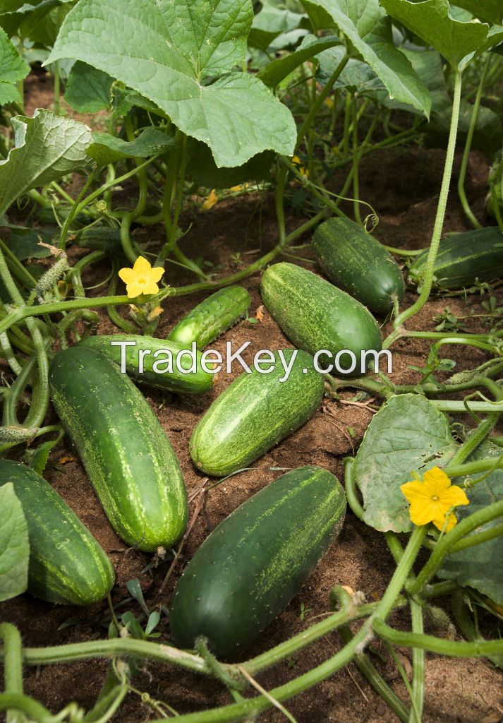 Fresh Green Cucumber, Pumpkins, Cassava 