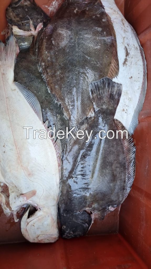 Halibut Fish