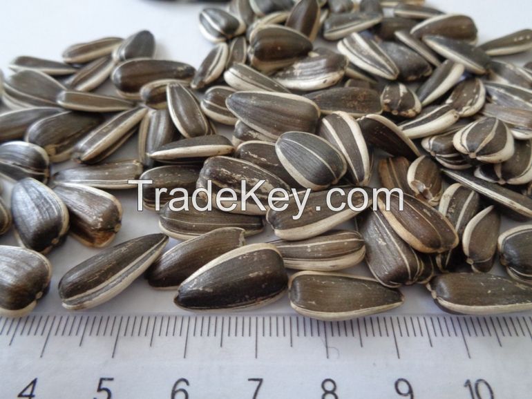 Confectionary Striped Sunflower Seeds Dakota for Roasting