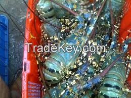 Eel fish, mud crabs, shrimps, prawns, lobster, live, frozen