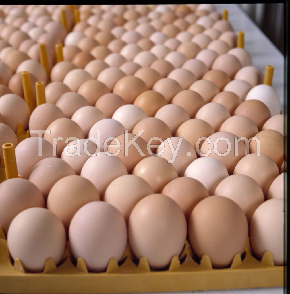 Eggs