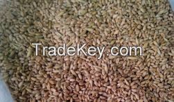 FEED WHEAT / FEED CORN / SUNFLOWER MEAL / SOYBEAN MEAL / SUGAR BEET PULP / SUNFLOWER HUSK