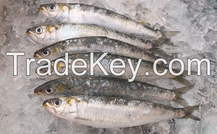 Sardine Frozen &amp; fresh 