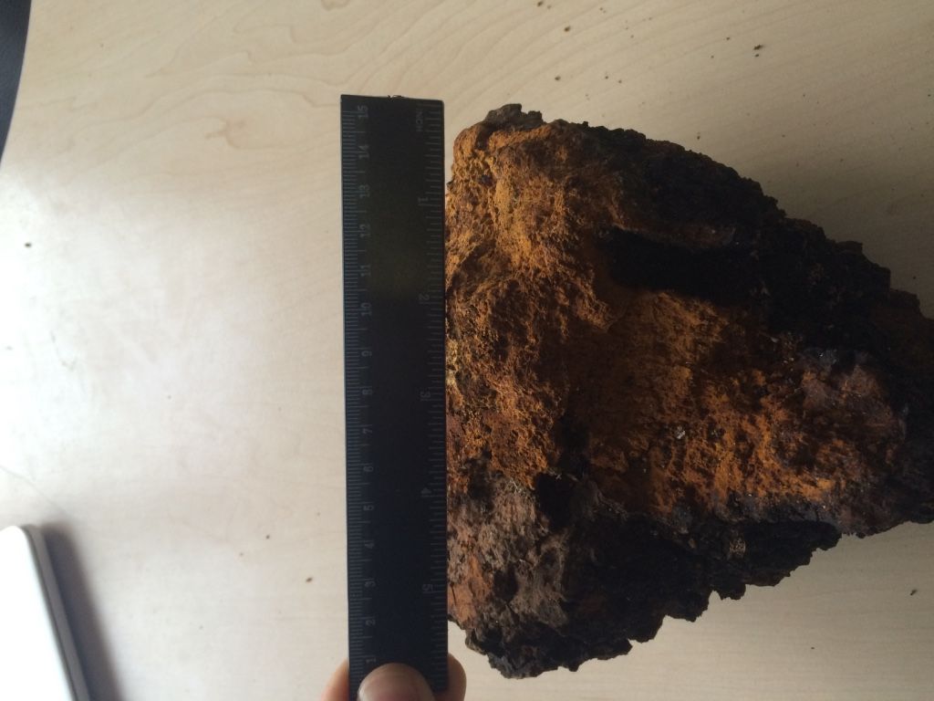 Dry chaga