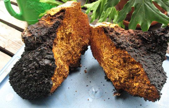 Dry chaga