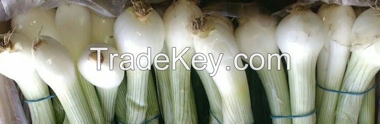 Spring onions, grade A