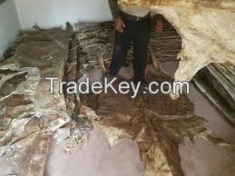 Dry Salted Donkey Hides