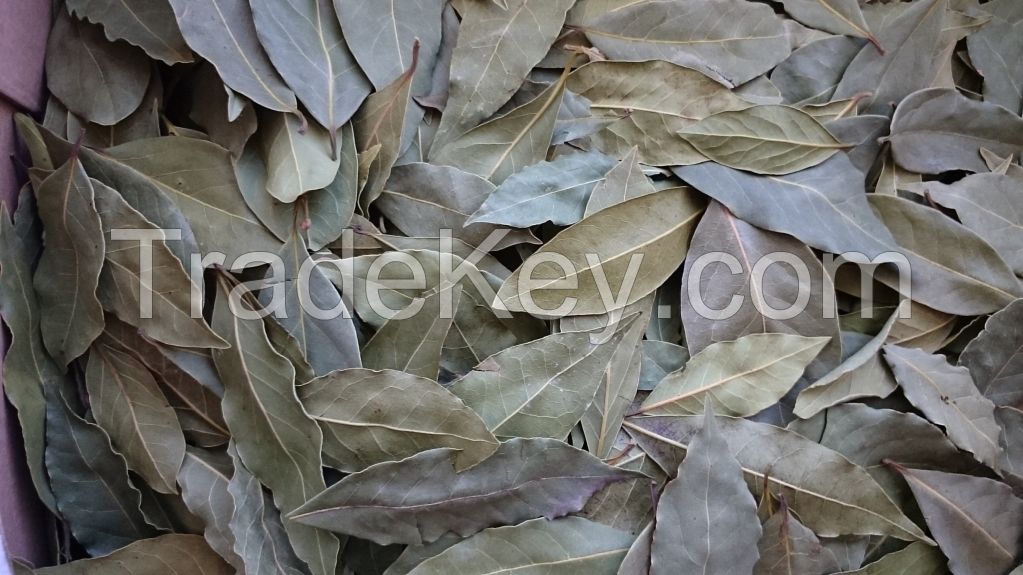 Laurel leaves