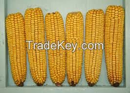 yellow corn