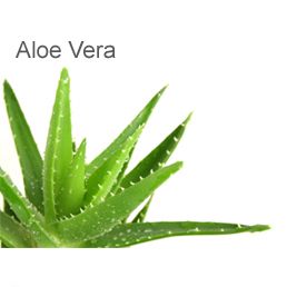 Aloe Vera Plants