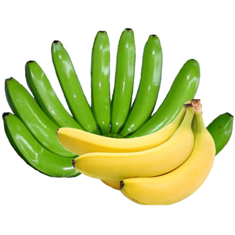 Cavendish Banana G9