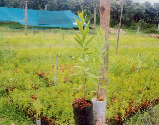 Sandalwood Plants