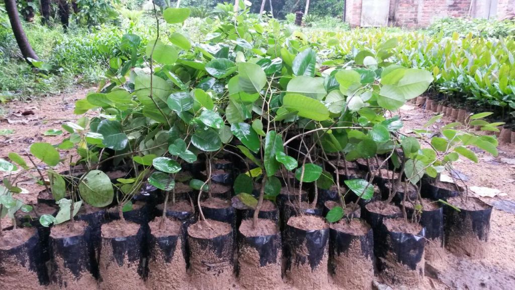 Sandalwood Plants