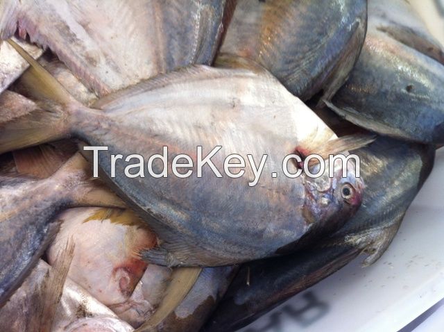 FROZEN WHOLE ROUND SILVER POMFRET