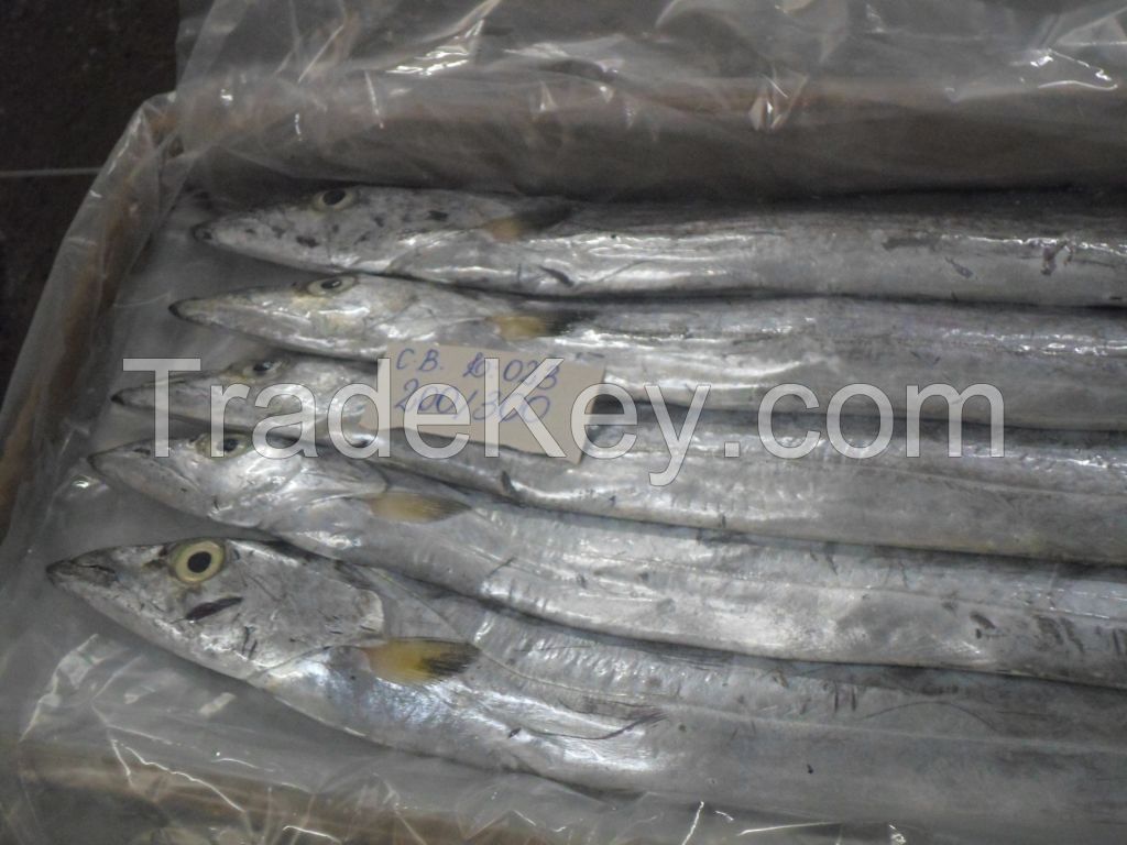 FROZEN WHOLE ROUND RIBBONFISH / BELTFISH / SABLE