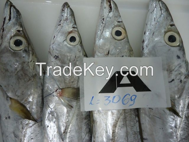 FROZEN WHOLE ROUND RIBBONFISH / BELTFISH / SABLE
