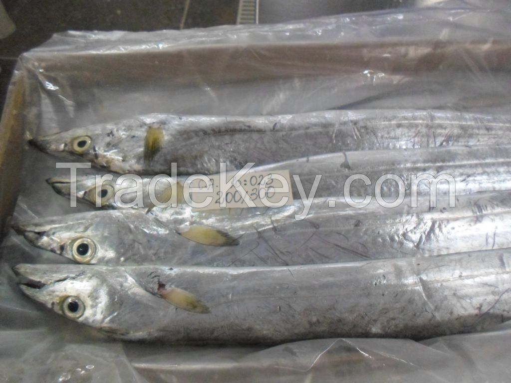 FROZEN WHOLE ROUND RIBBONFISH / BELTFISH / SABLE