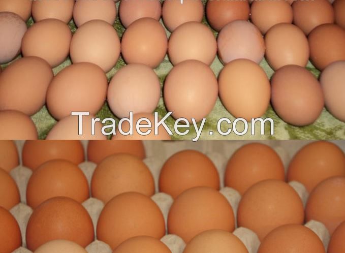 Broiler hatching eggs Cobb 500 and Ross 308 and Chicken table eggs