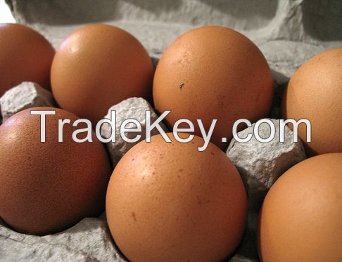 Best Quality Organic Fresh Chicken Table Eggs & Fertilized Hatching Eggs at affordable prices