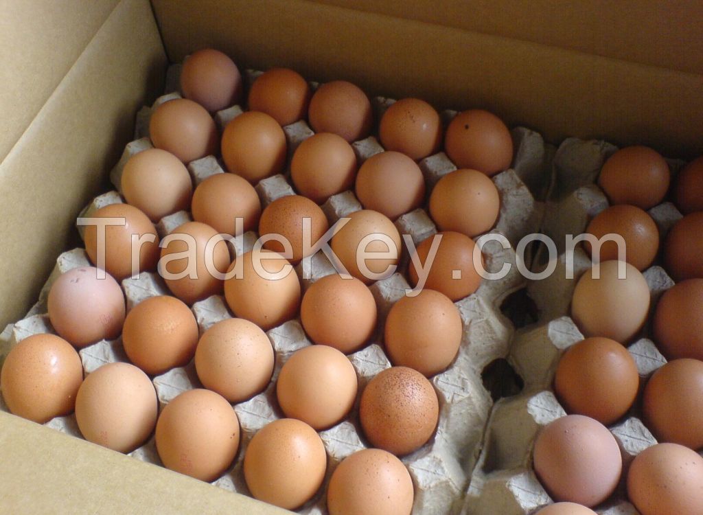 Fresh Table Chicken Eggs ( Brown and White)