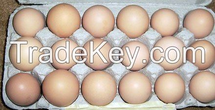 HALAL High Fresh Table Eggs Brown And White GRADE A