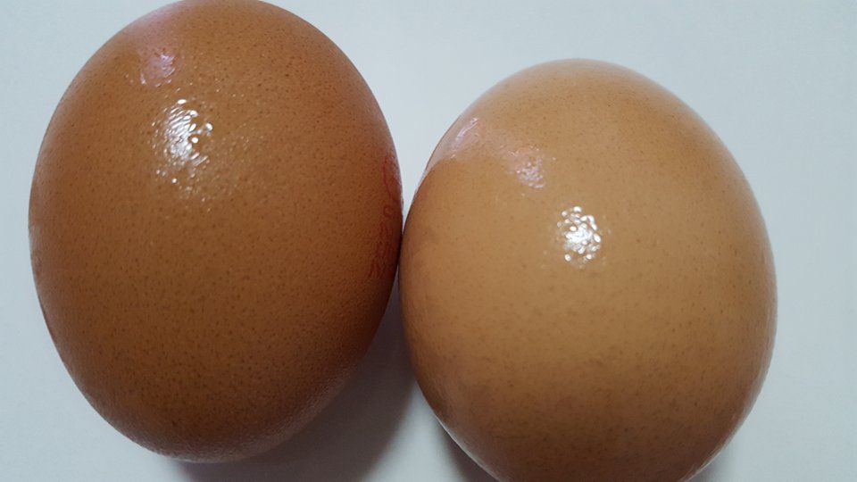 Chicken Table Eggs Brown and White Shell Chicken Eggs