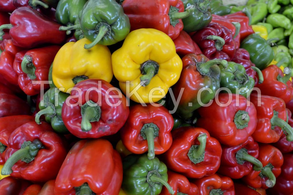 new crop Peper, Ajies morron yellow, red, green pepper