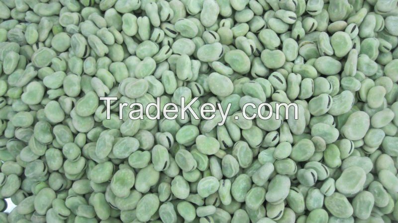 Frozen style broad bean A grade new crop