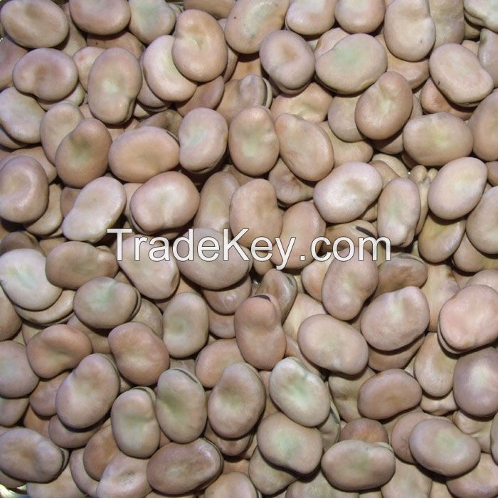  Whole and Split Broad beans/ Fava beans