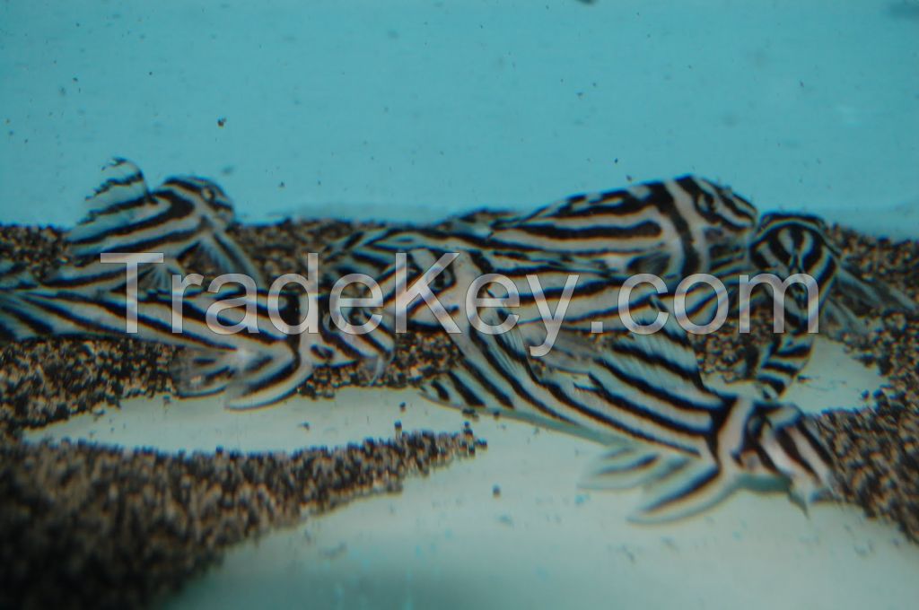 arowana fish,plcos and others available