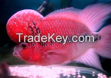 arowana fish,plcos and others available