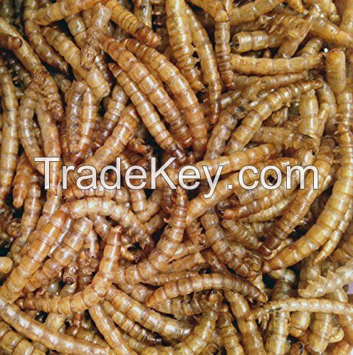 Dried mealworm for bird food, poultry food