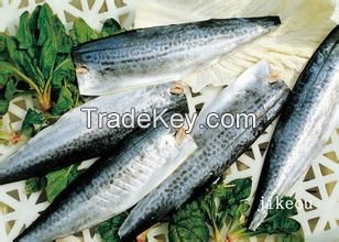 frozen Spanish mackerel fillet