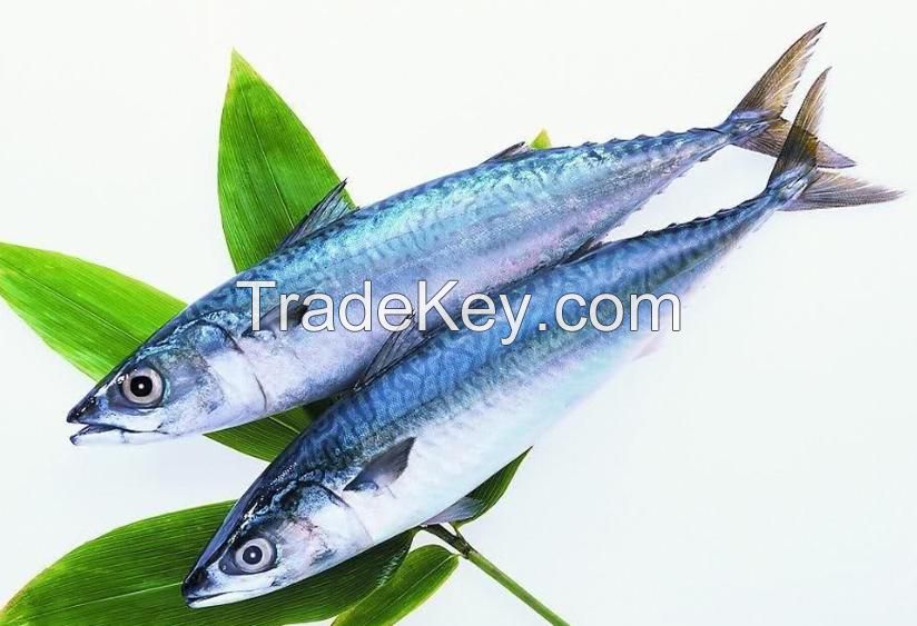 grilled Spanish mackerel with salt