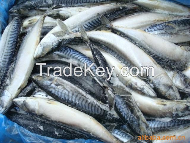 frozen mackerel fillet