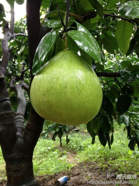 Honey Pomelo from China