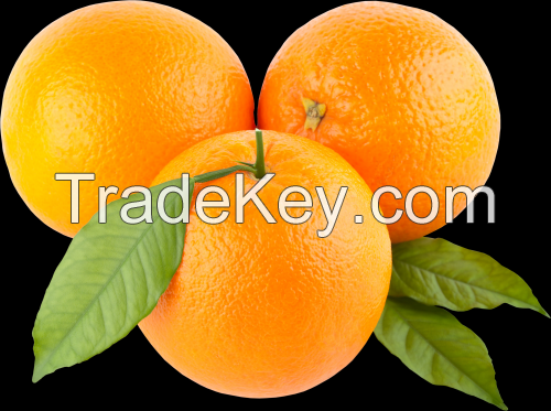 Fresh and Frozen Citrus Fruit