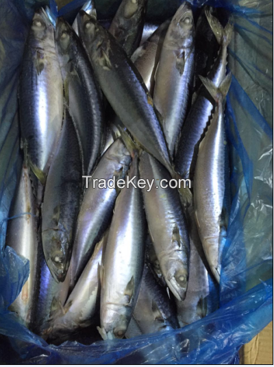 Pacific Mackerel WR